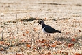IMG_0390