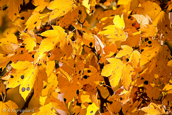 IMG_4985-Edit.jpg