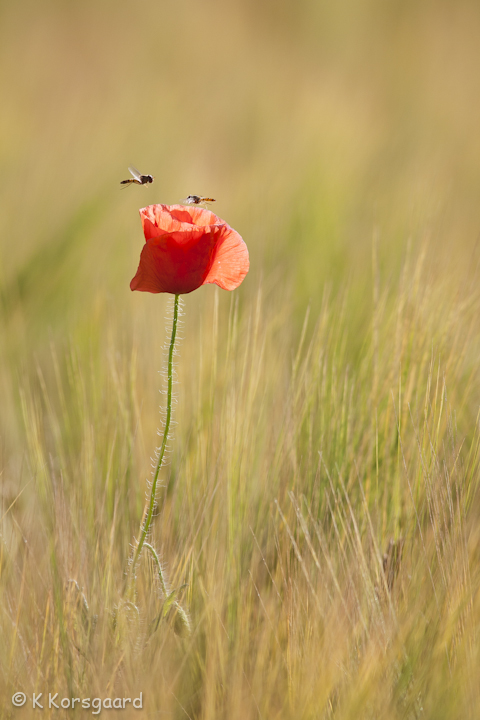 _MG_2462.jpg
