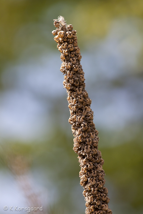 _MG_3794.jpg