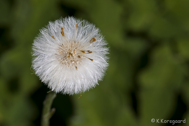 _MG_9079.jpg