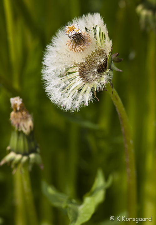 _MG_9421-Edit.jpg