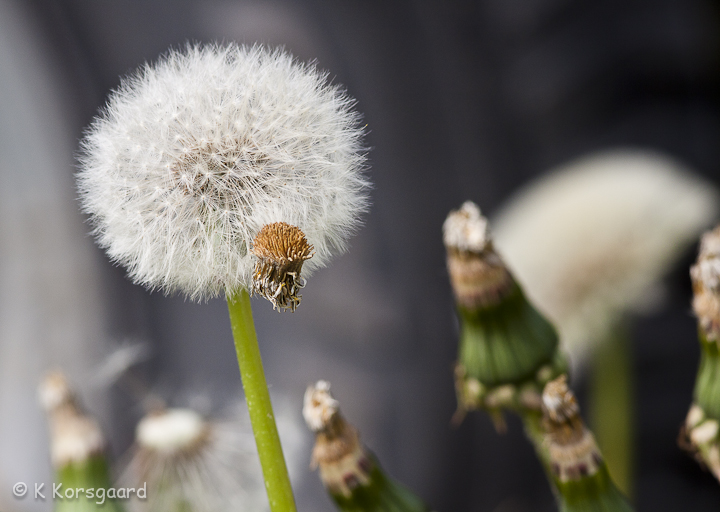_MG_9435-Edit.jpg