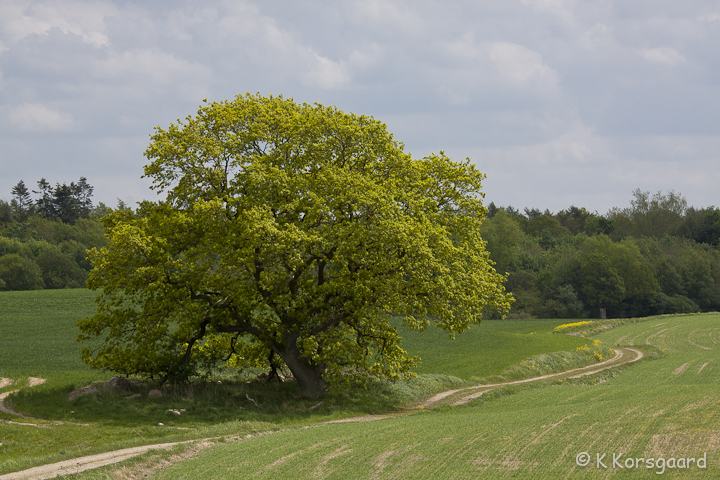 _MG_9451.jpg