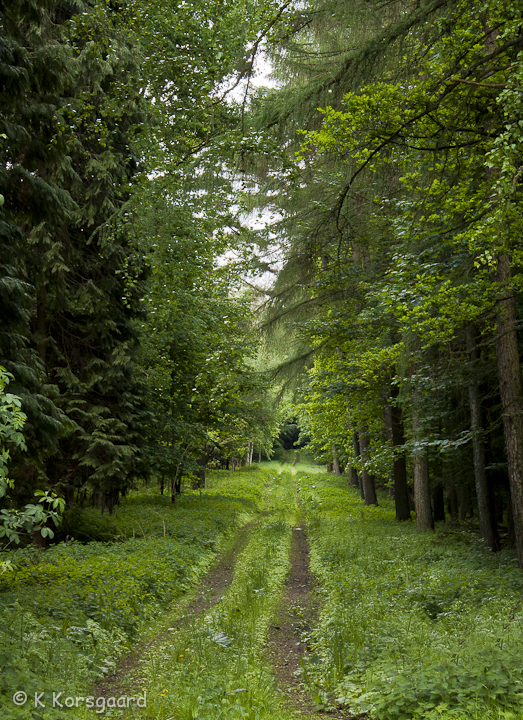_MG_9667.jpg