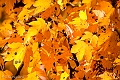 IMG_4985-Edit
