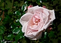_MG_1144-Edit