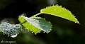 _MG_2188-Edit