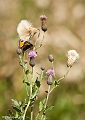 _MG_3363-Edit