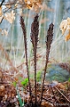 _MG_5497