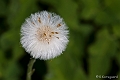 _MG_9079