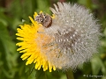 _MG_9309-Edit