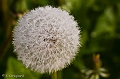 _MG_9365-Edit