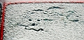 _MG_9334