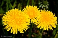 Planter