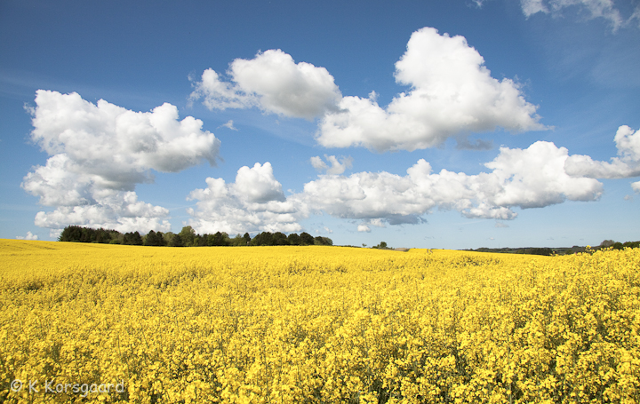 IMG_3484-Edit.jpg - 12. maj 2009